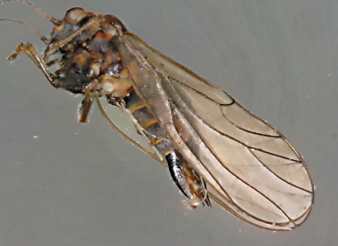 Cacopsylla melanoneura.jpg